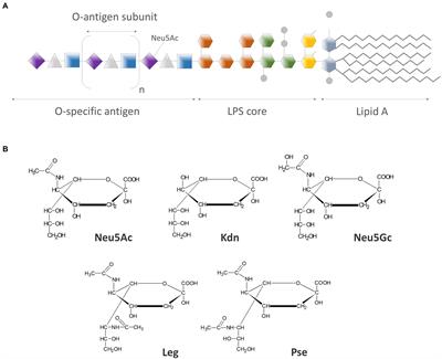 Frontiers | Biological functions of sialic acid as a component of